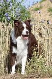 BORDER COLLIE 433